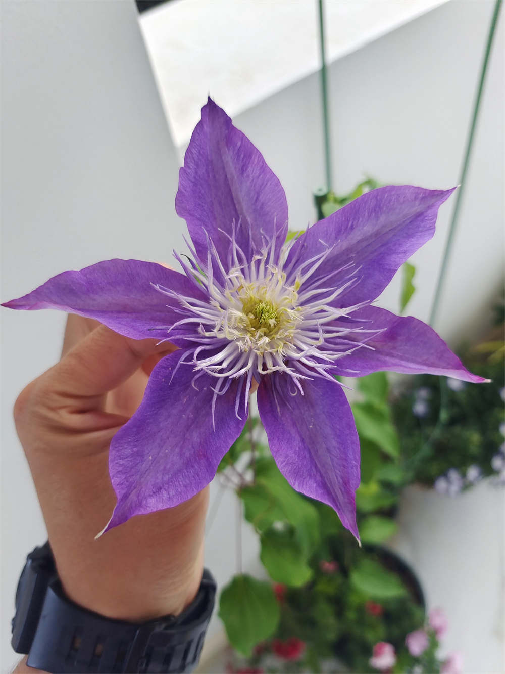 水晶喷泉铁线莲