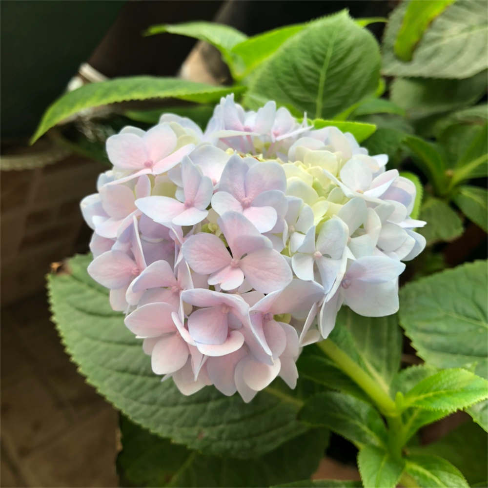花卉