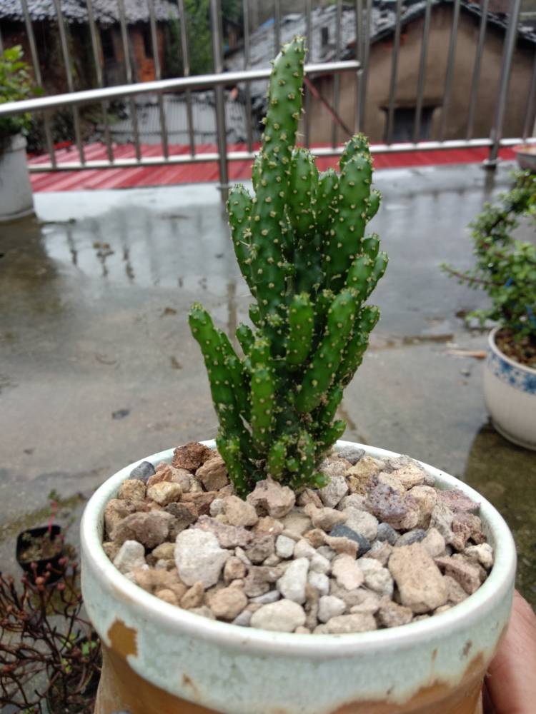 花卉