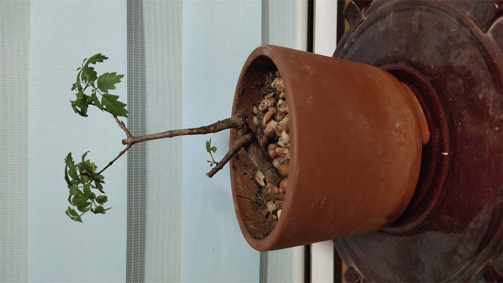 黄荆