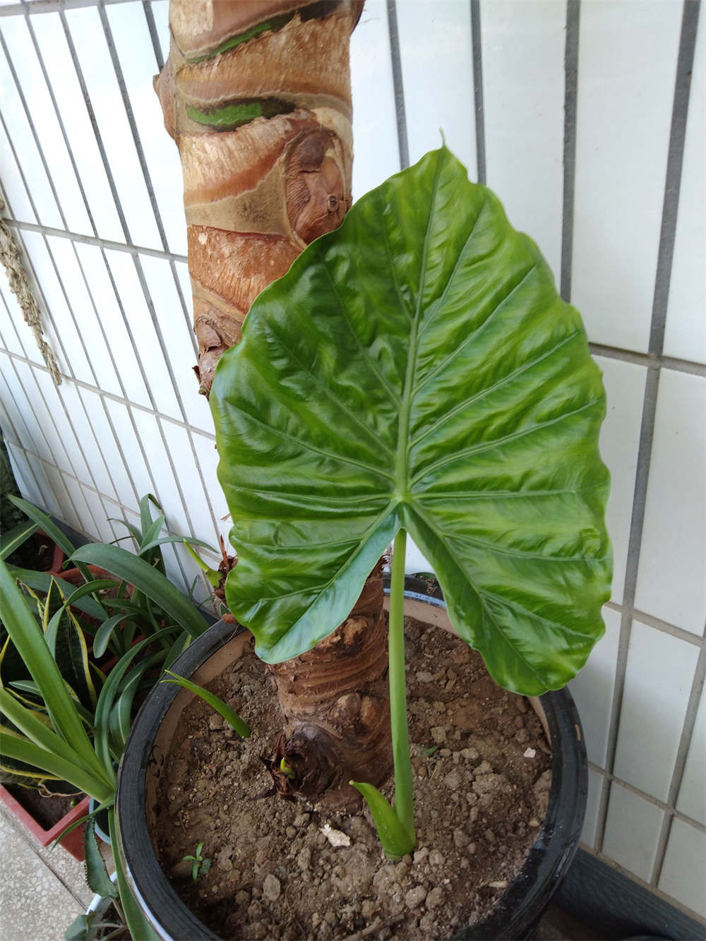 花卉