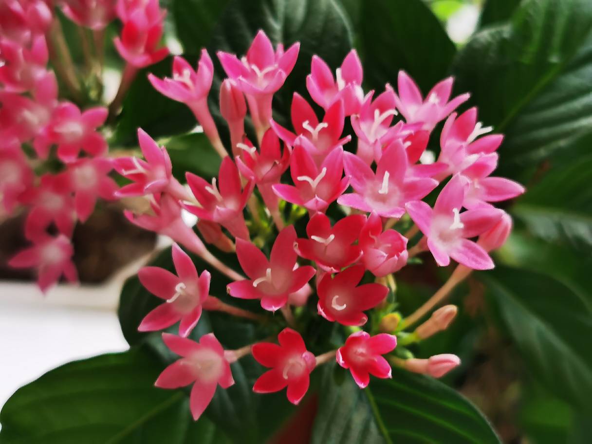 花卉
