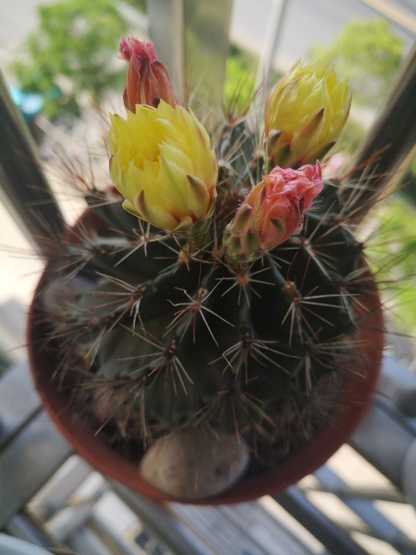 花卉