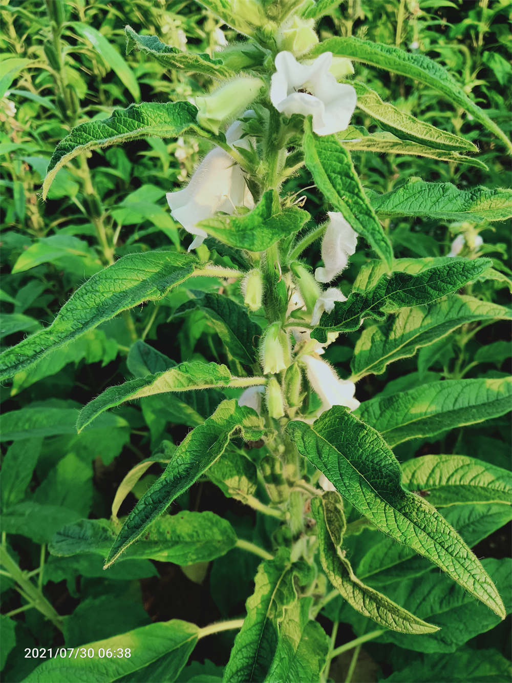芝麻树
