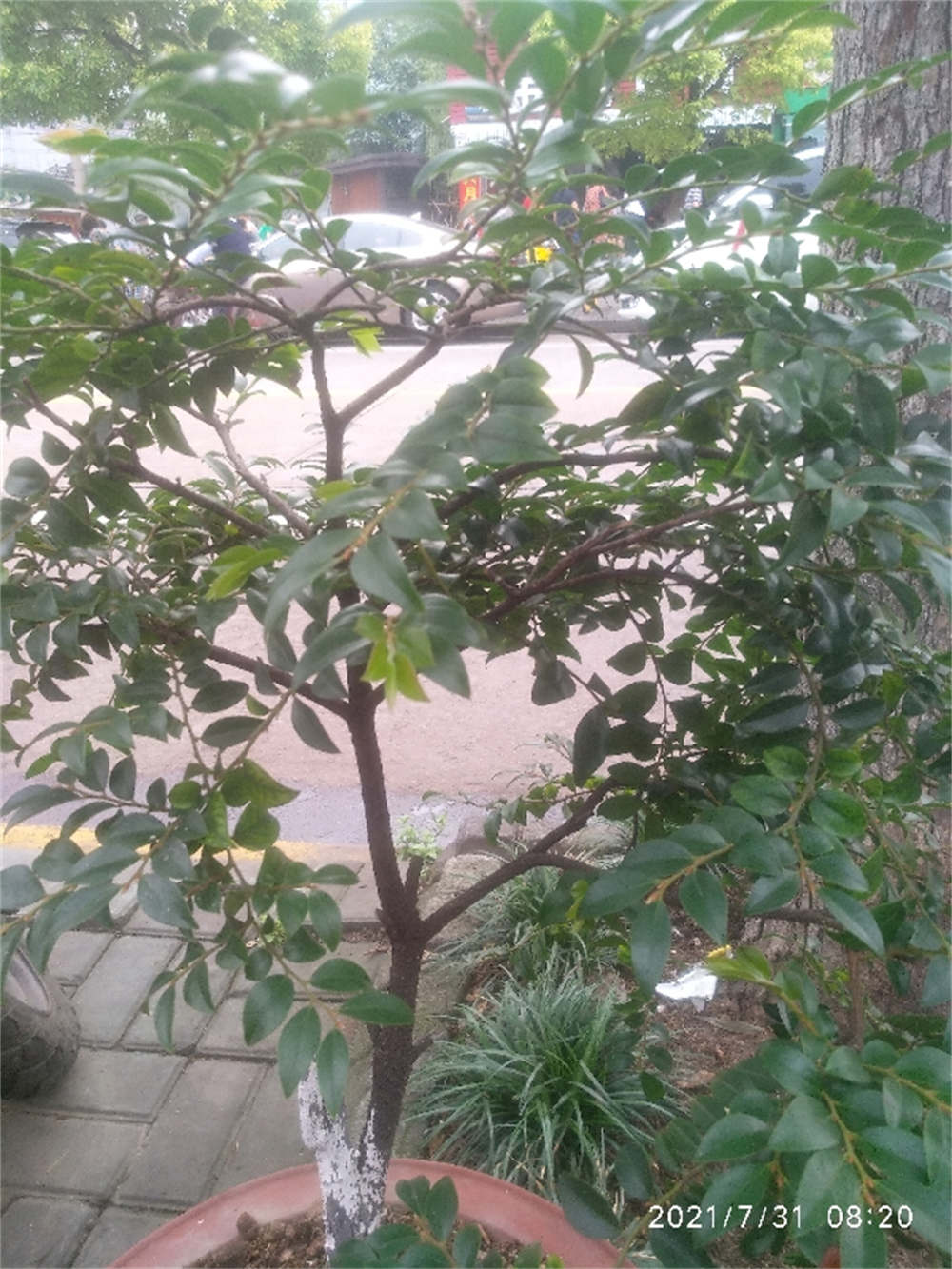 小叶紫檀