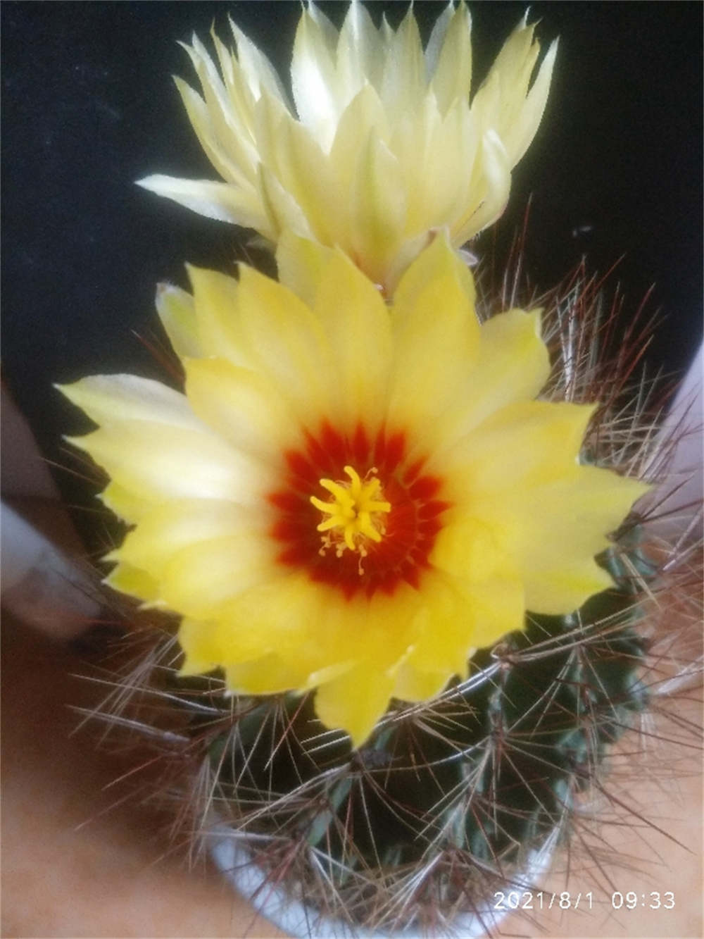 花卉