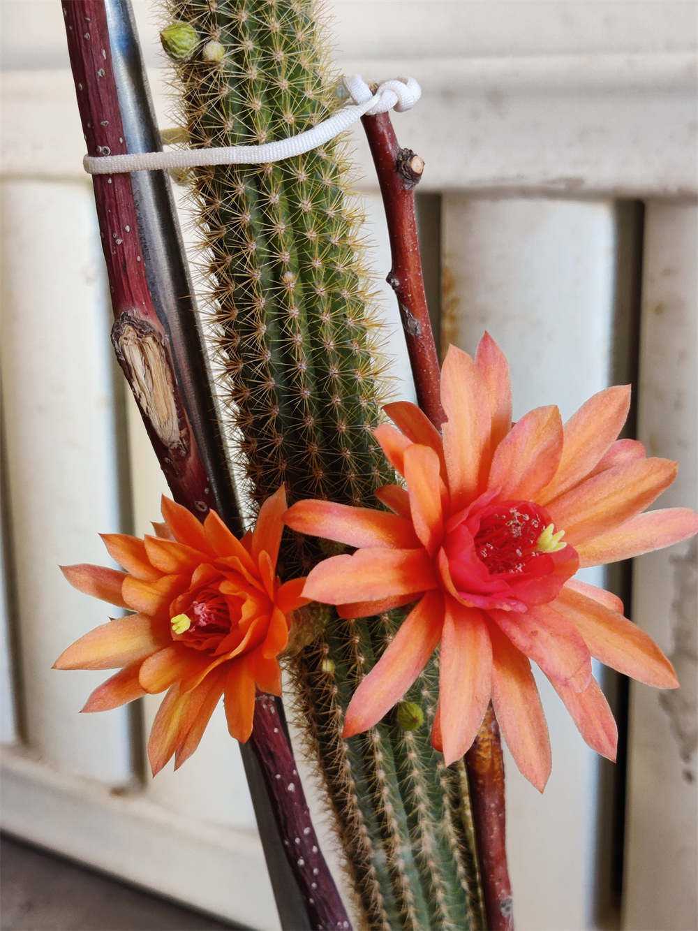 毛花柱