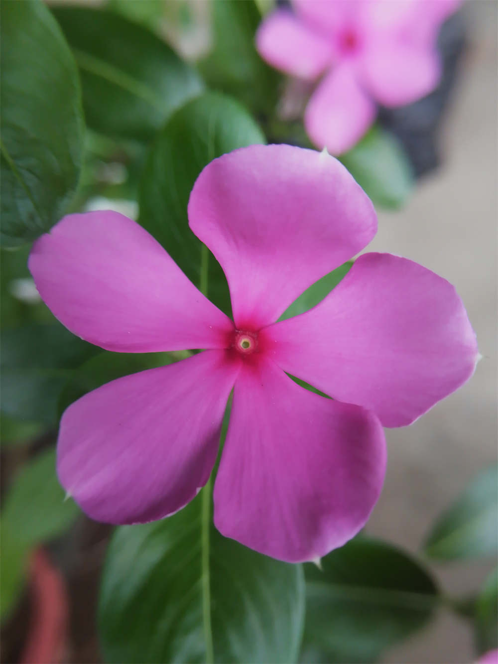 花卉