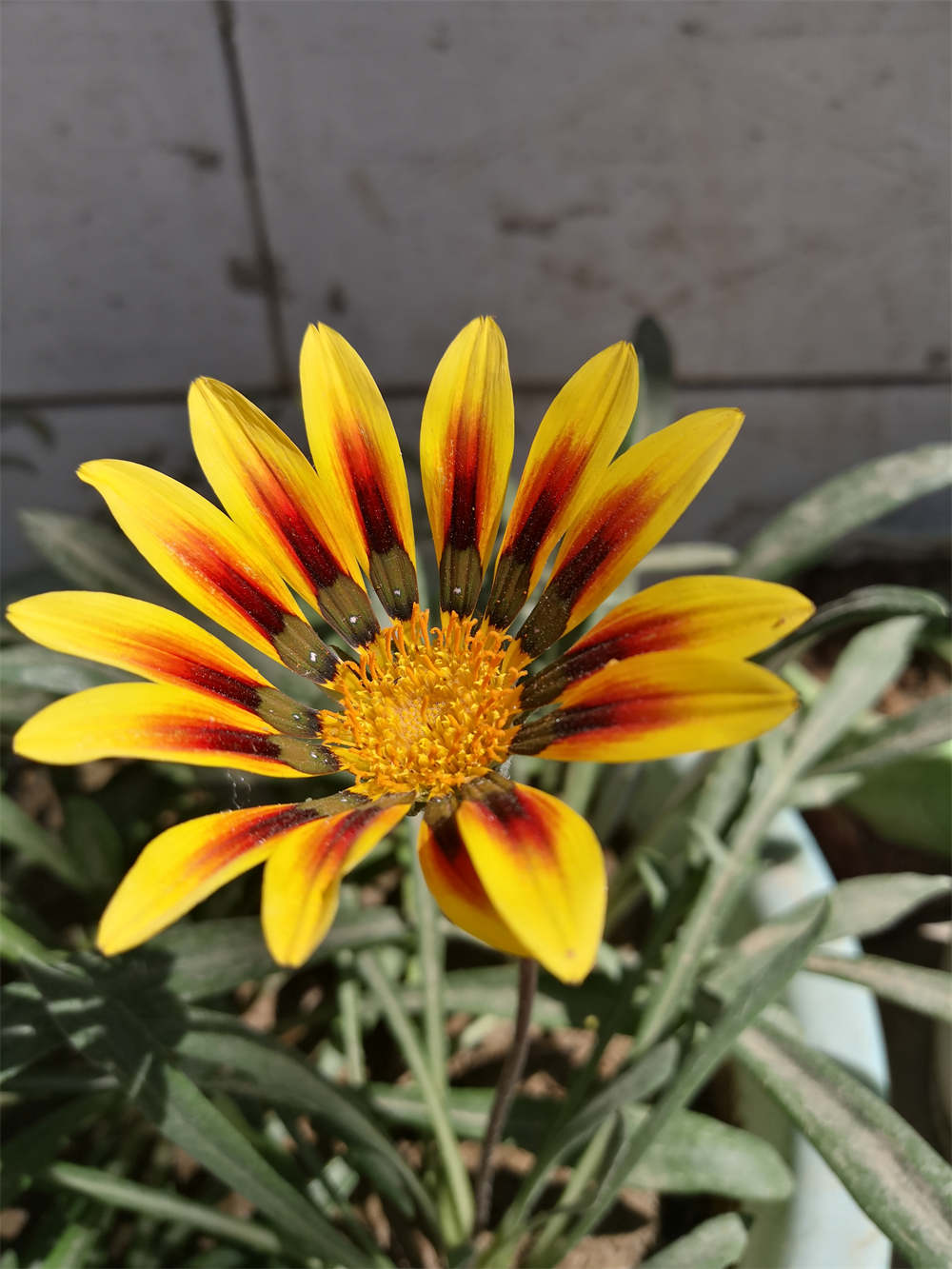 花卉