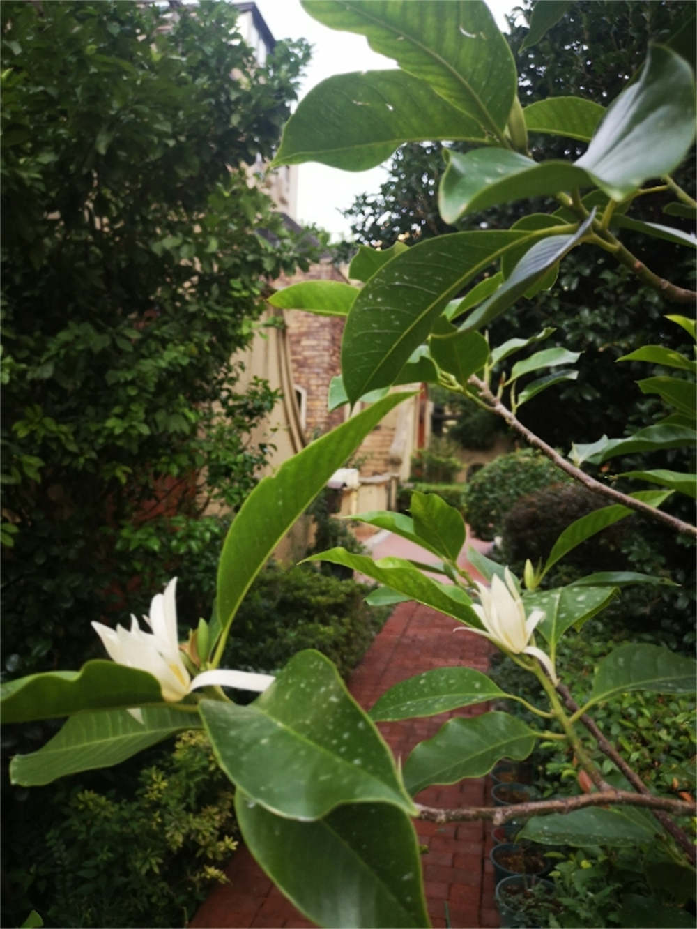 花卉