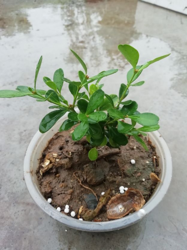 瓜子黄杨