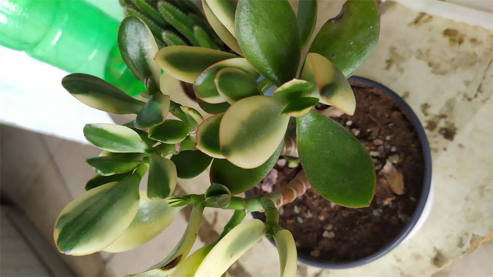 新花月锦