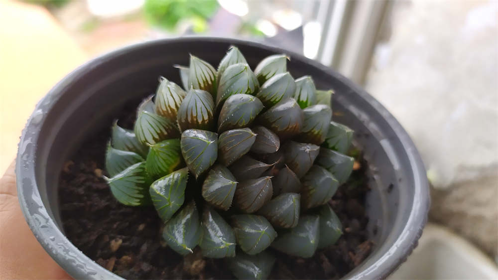 花卉