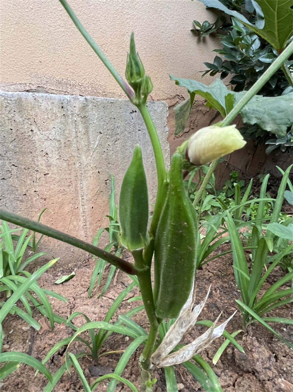 花卉