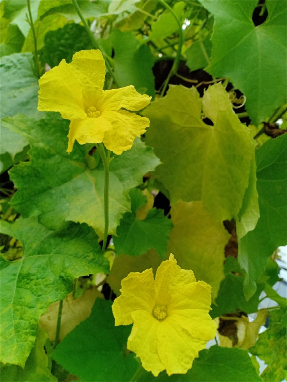 丝瓜花