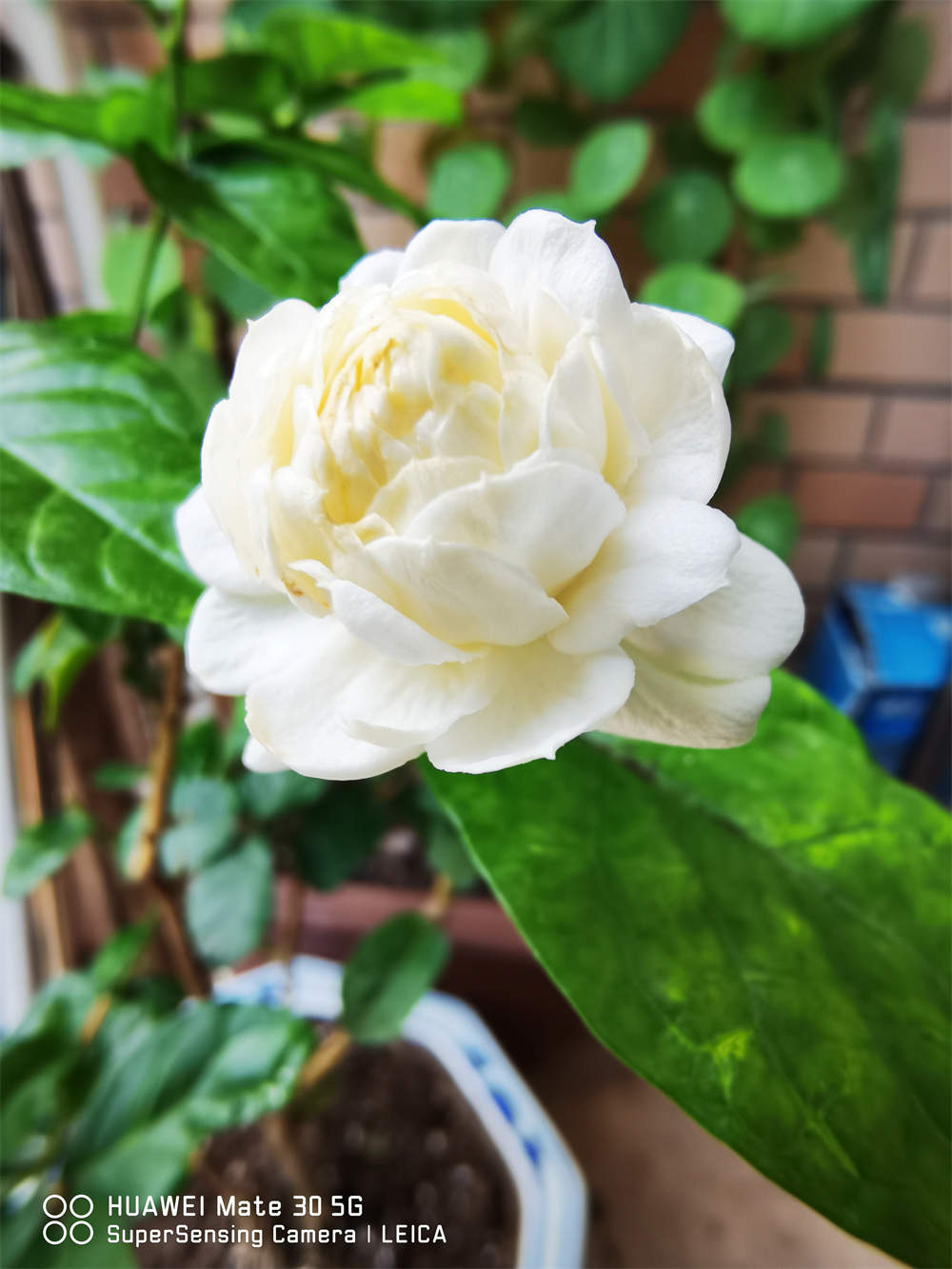 花卉