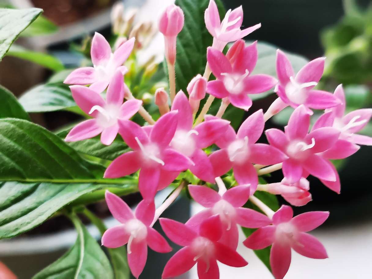 花卉
