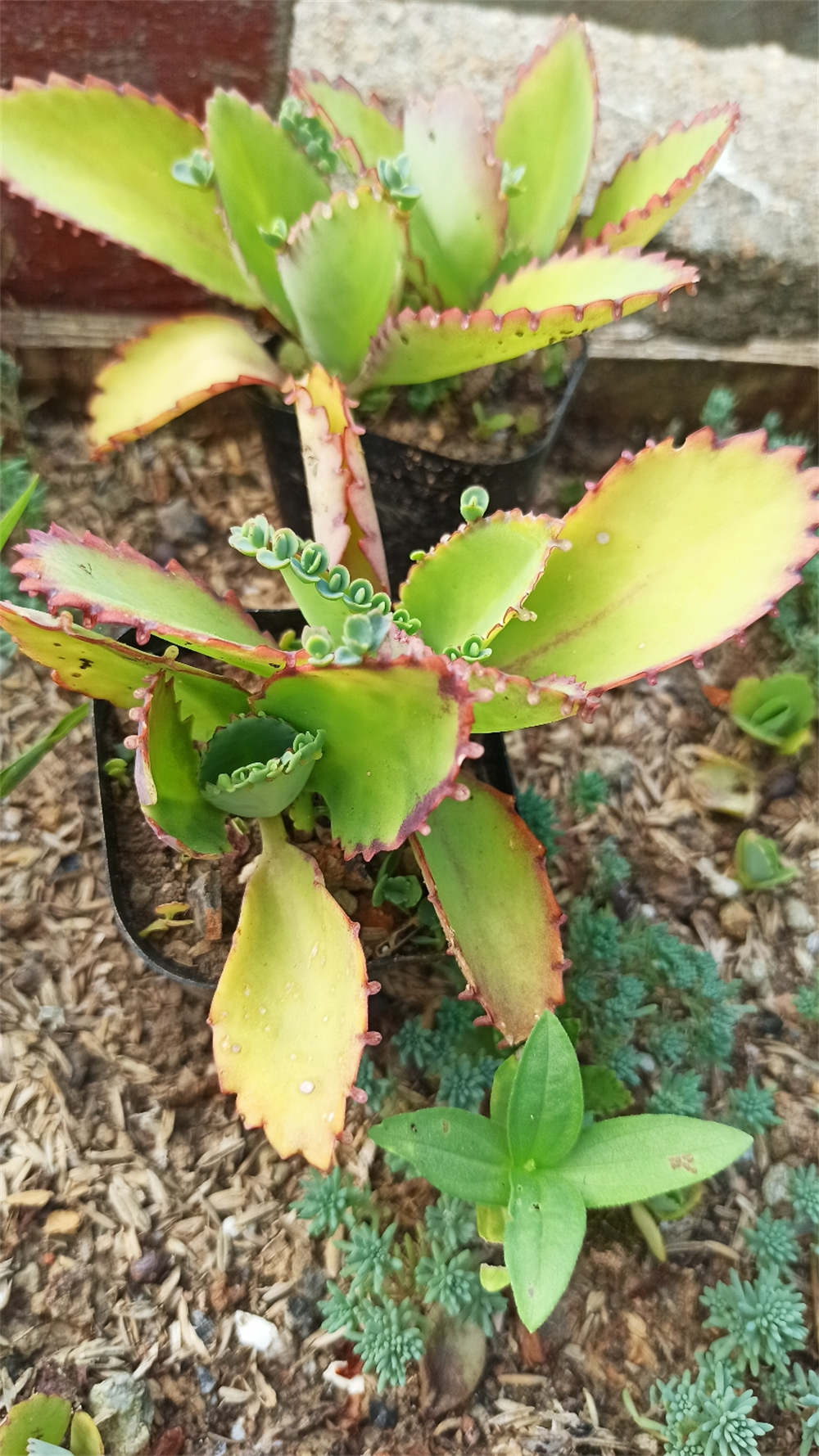 花卉