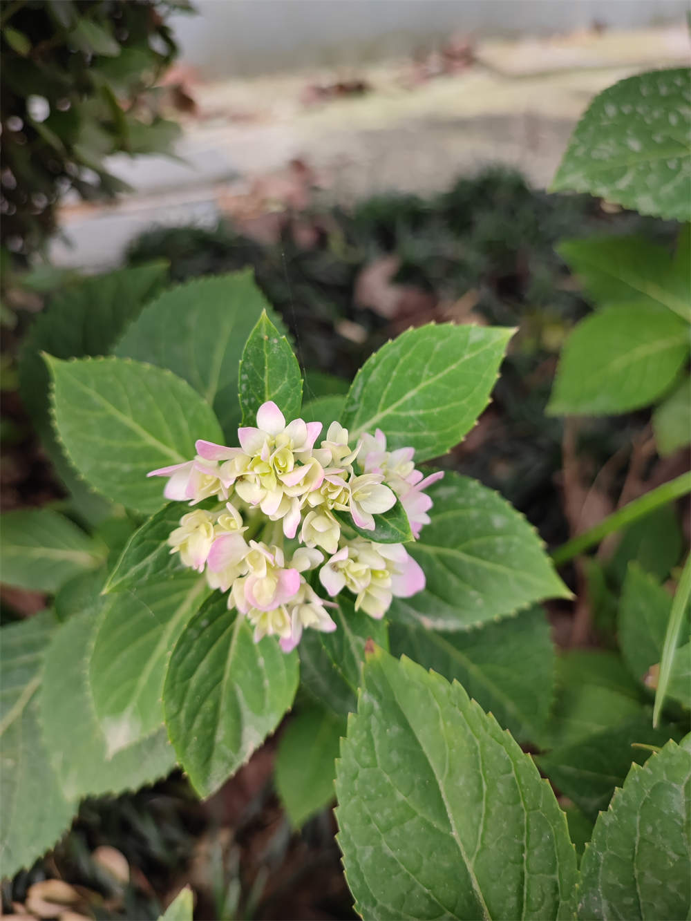花卉