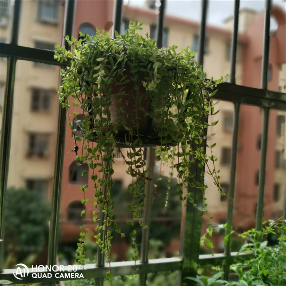 垂盆草