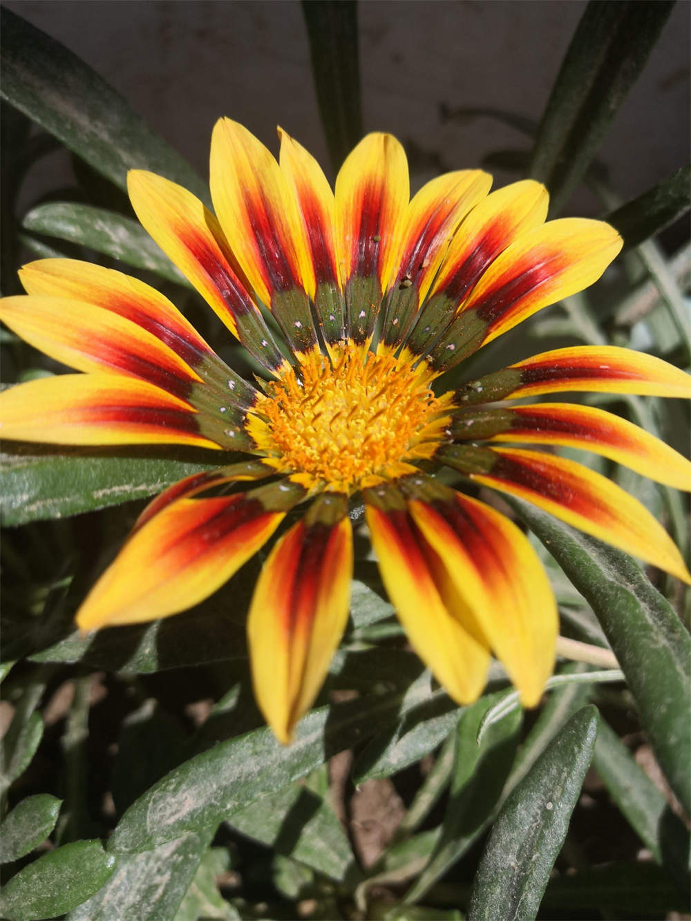 花卉