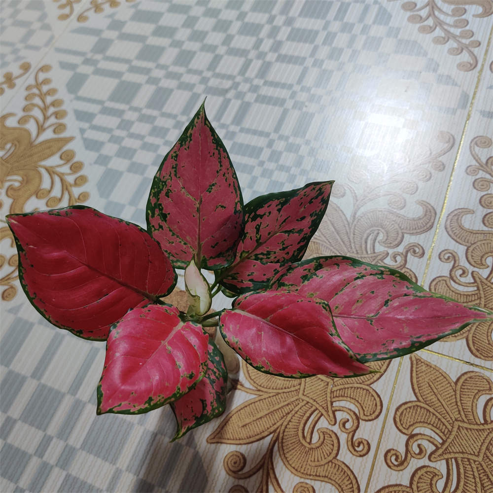 如意