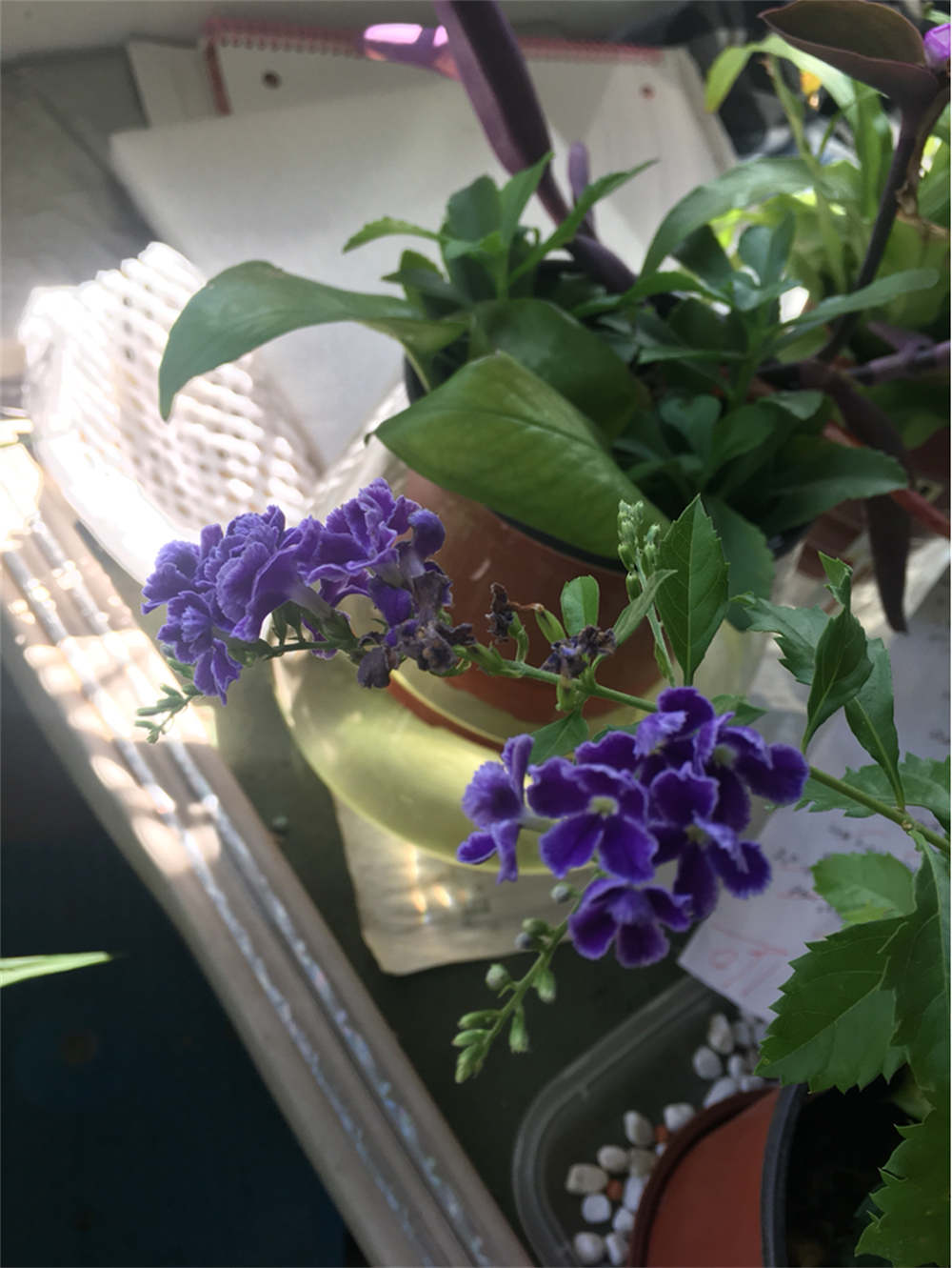 花卉