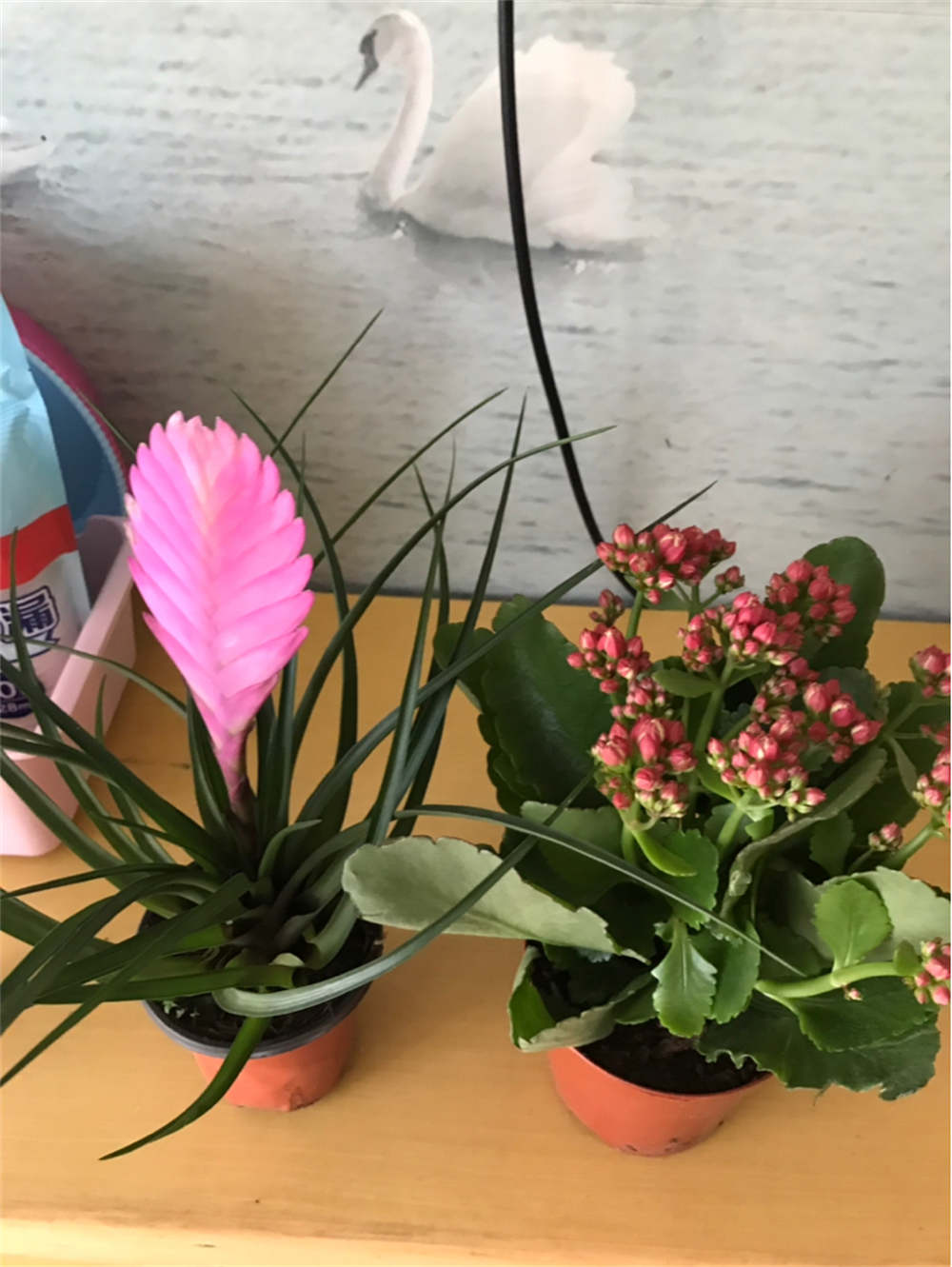 花卉