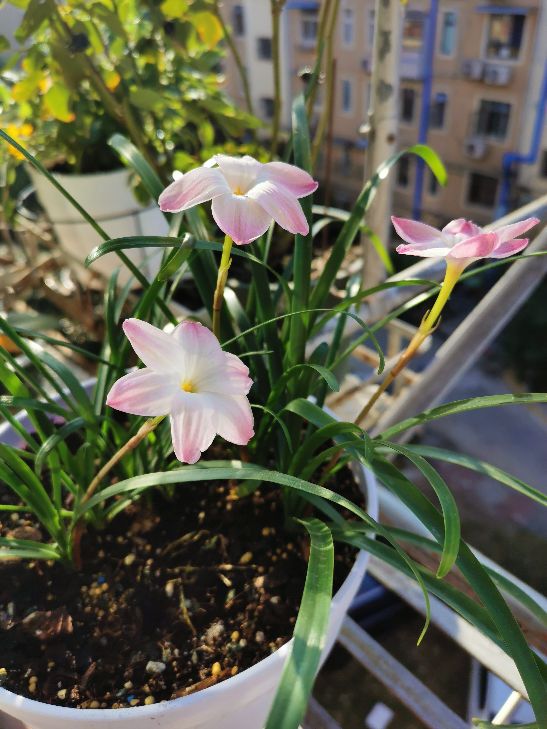 花卉