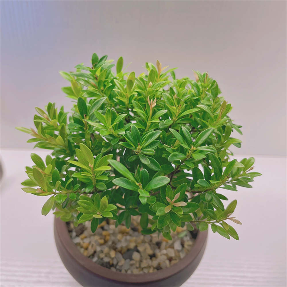 花卉