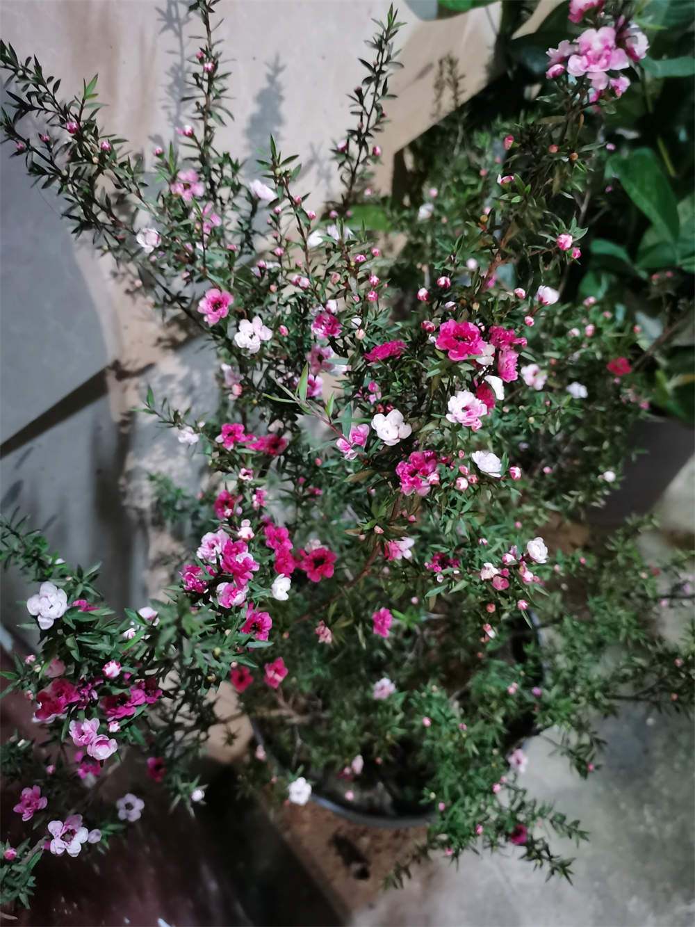 花卉