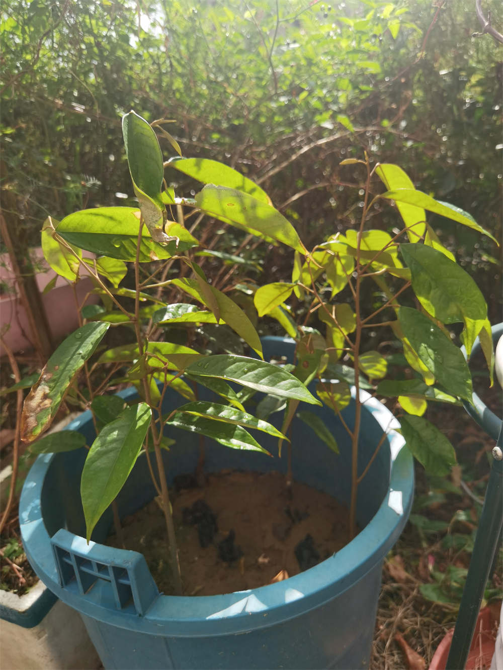 菠萝蜜苗