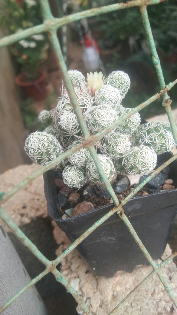 白鸟