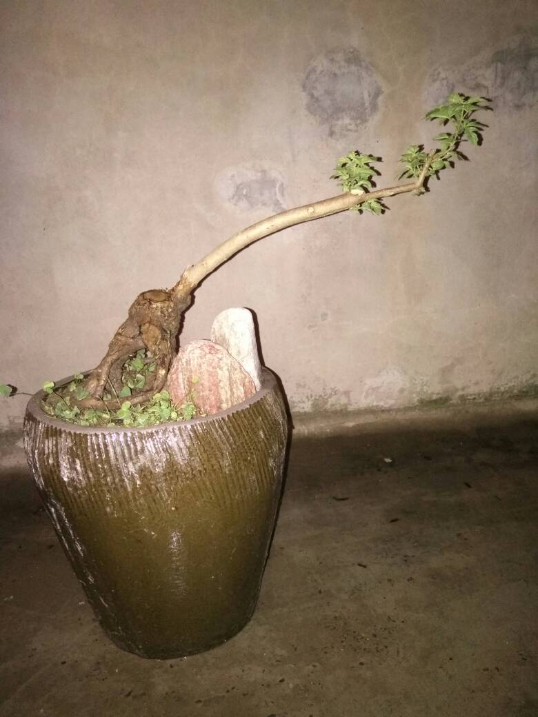 黄荆