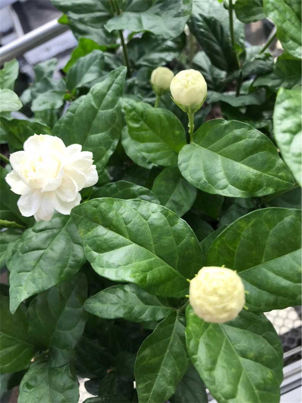 虎头茉莉