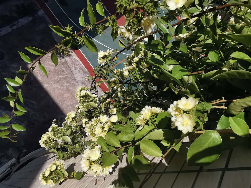 花卉
