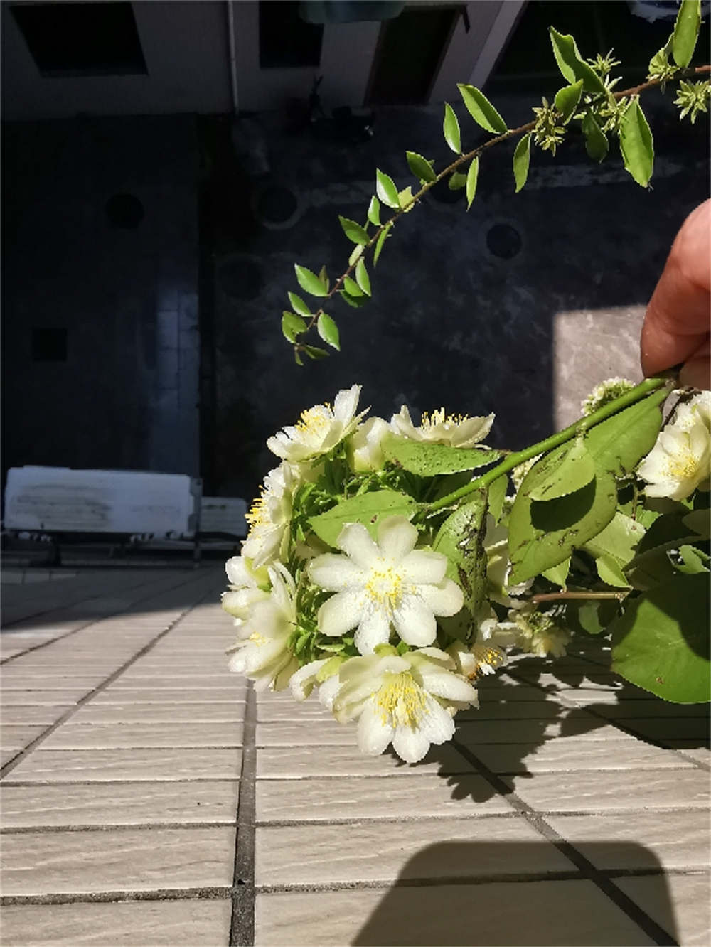 花卉