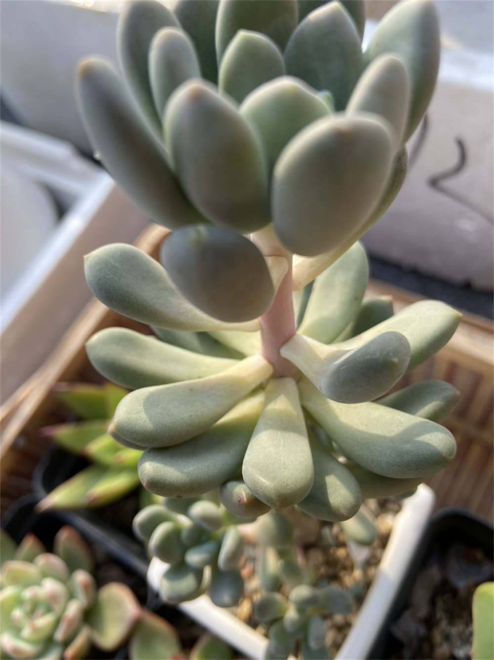 花卉