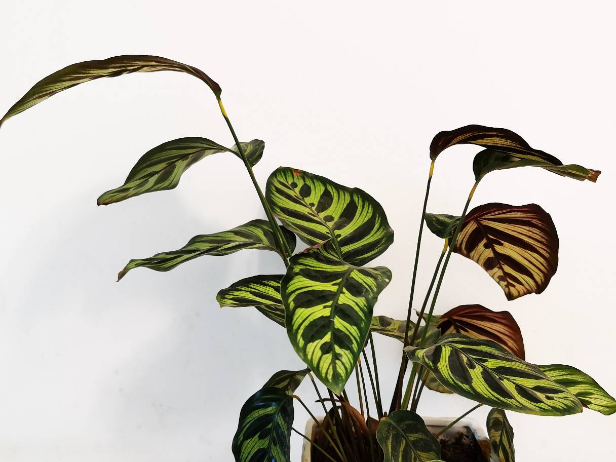 孔雀竹芋