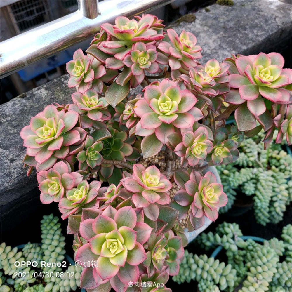 花卉