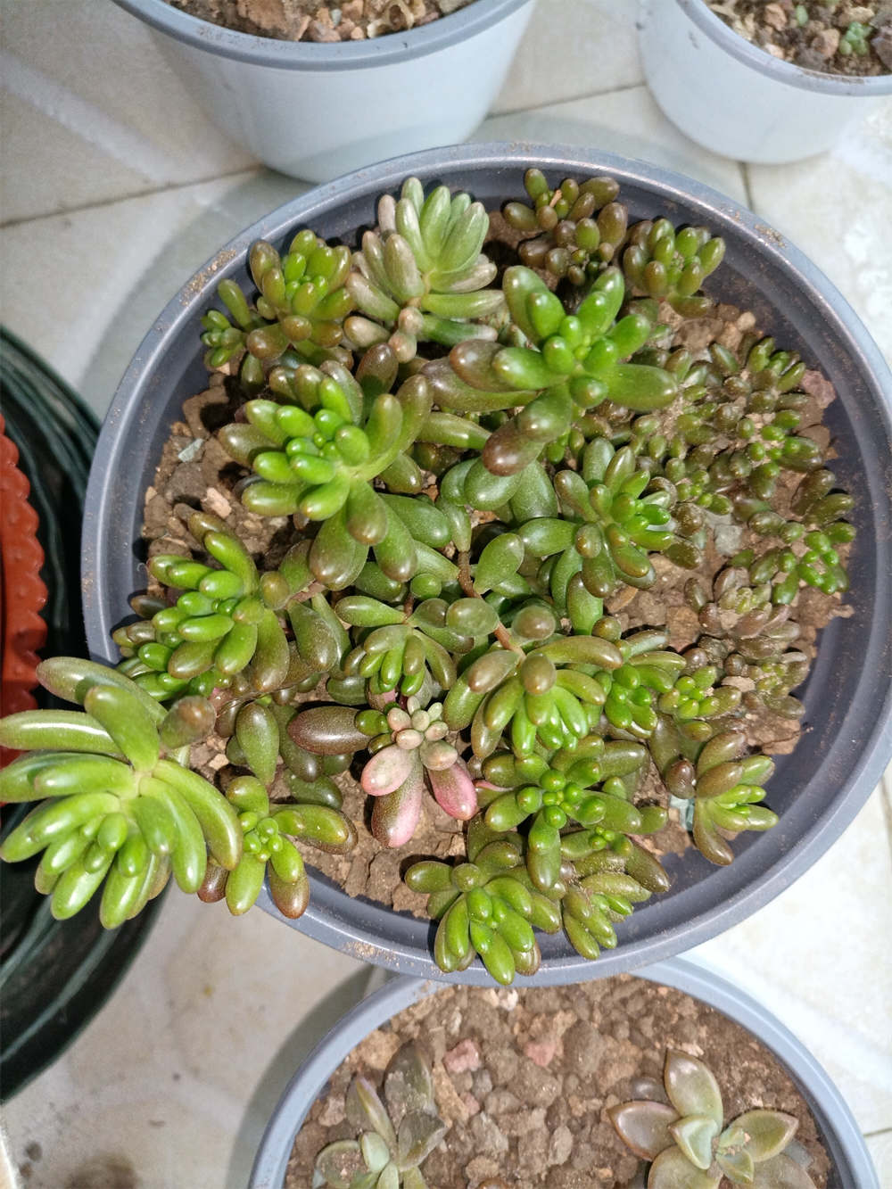 虹之玉锦