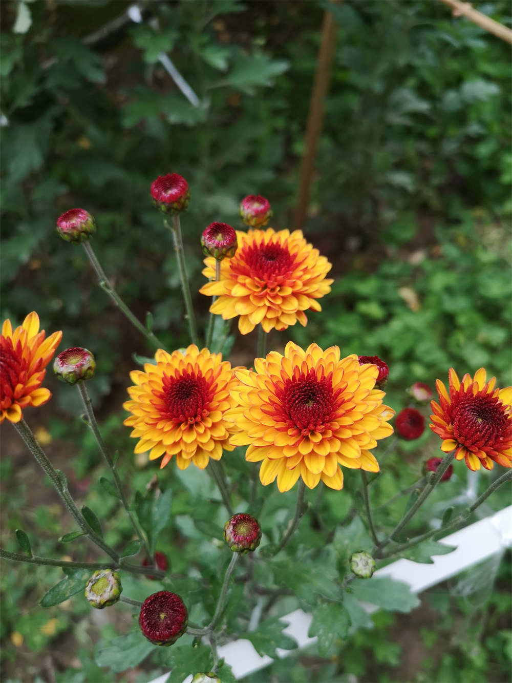 花卉