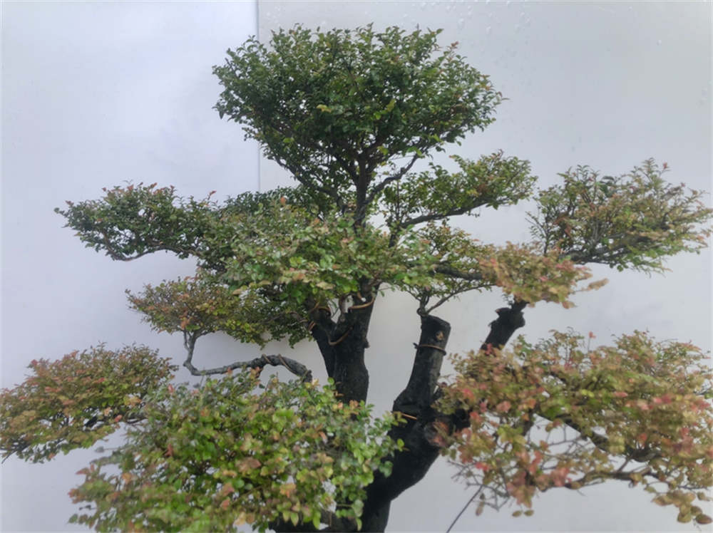 紫檀