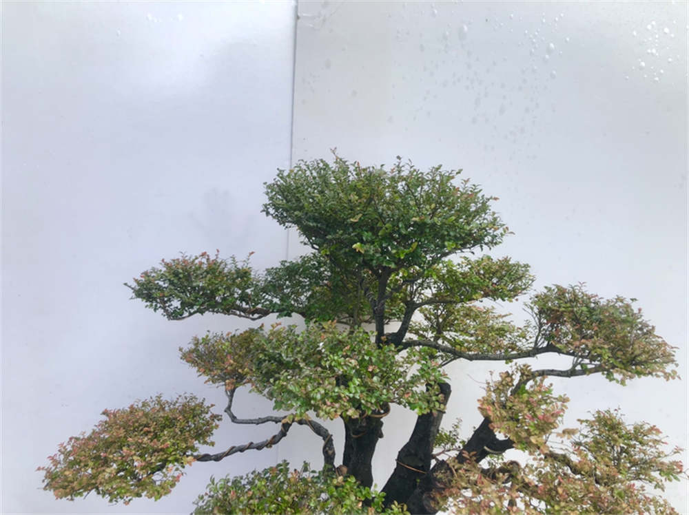紫檀