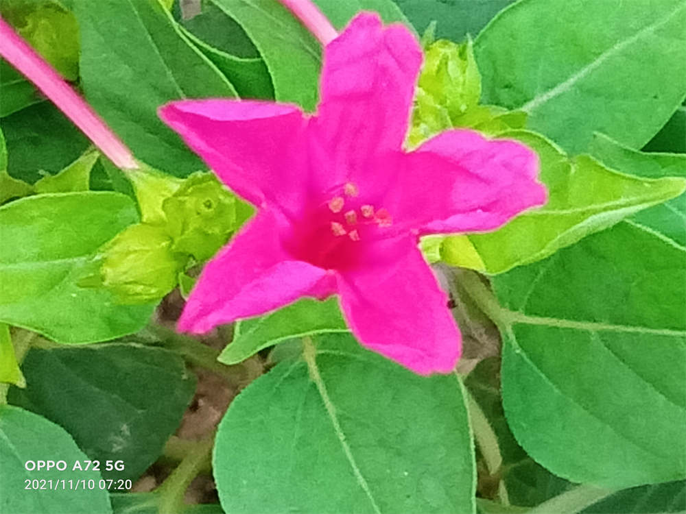 花卉
