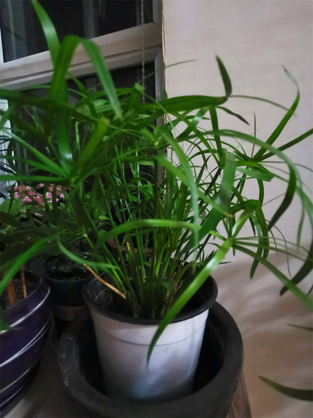 花卉
