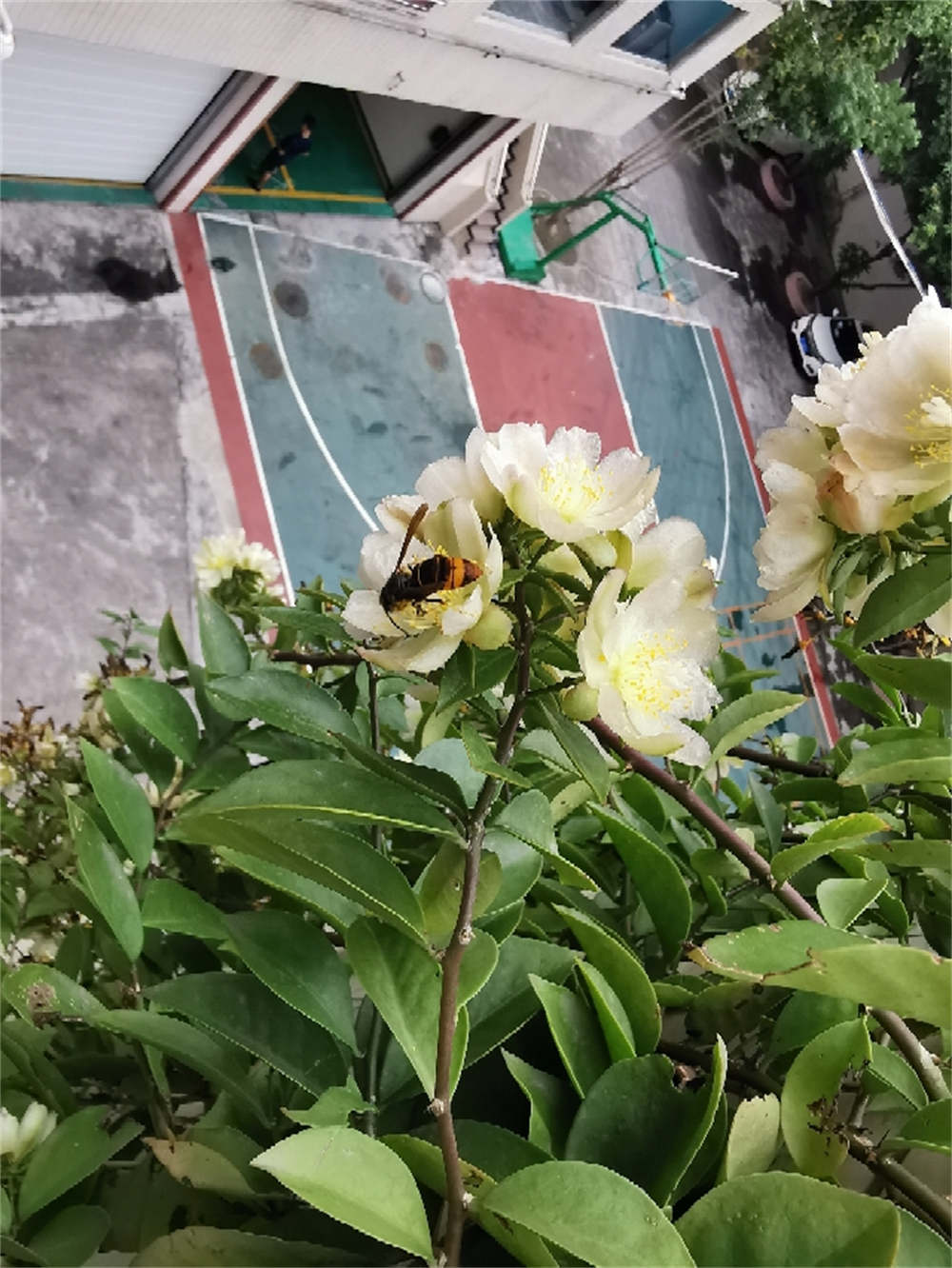 花卉