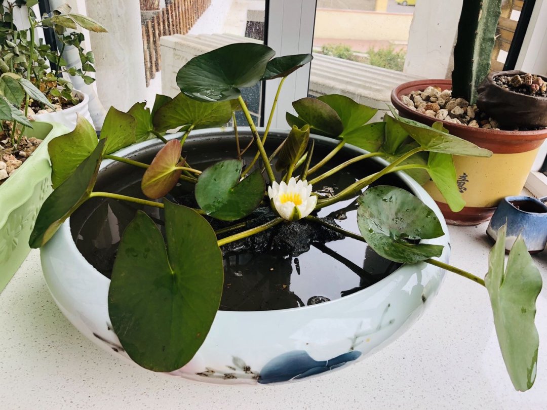 睡莲
