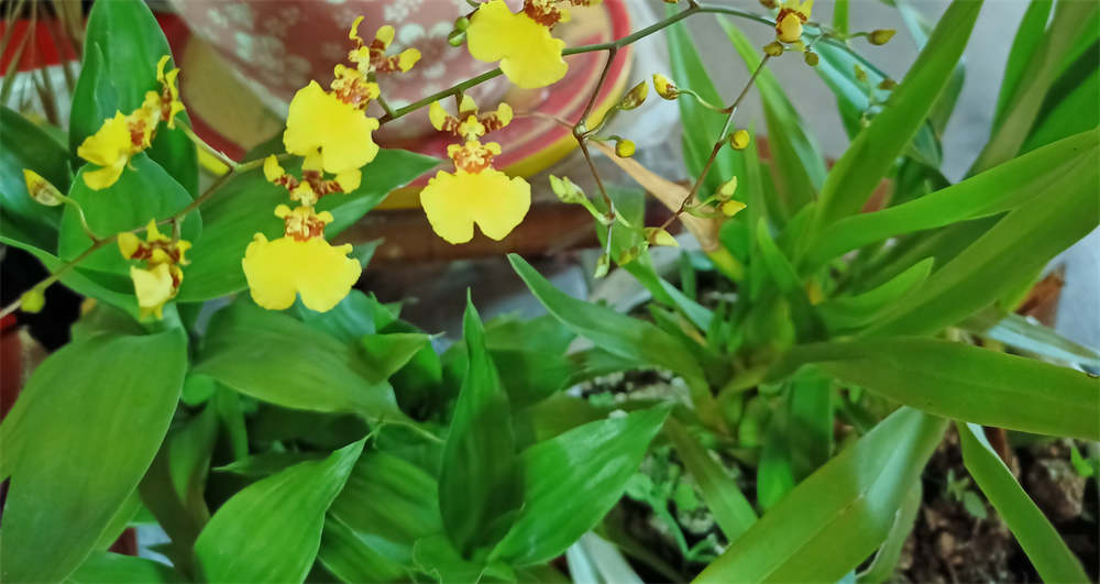 花卉