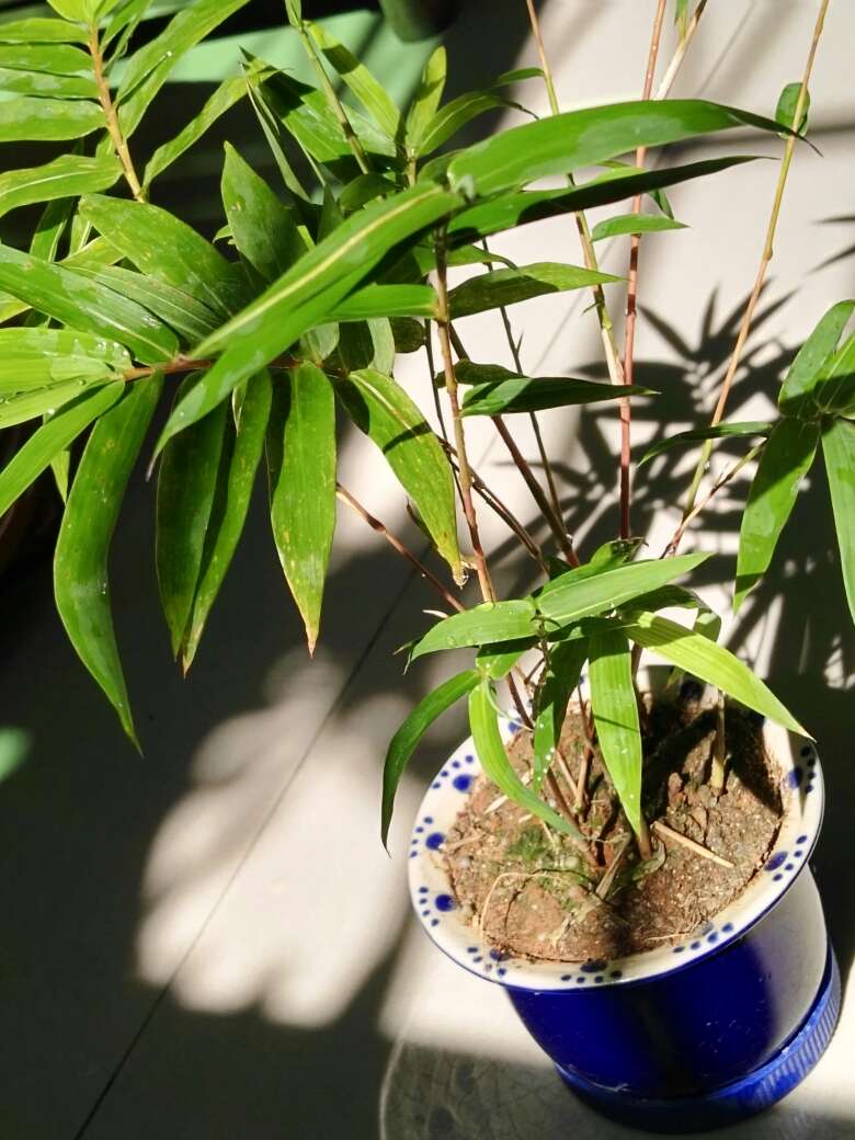 凤尾竹